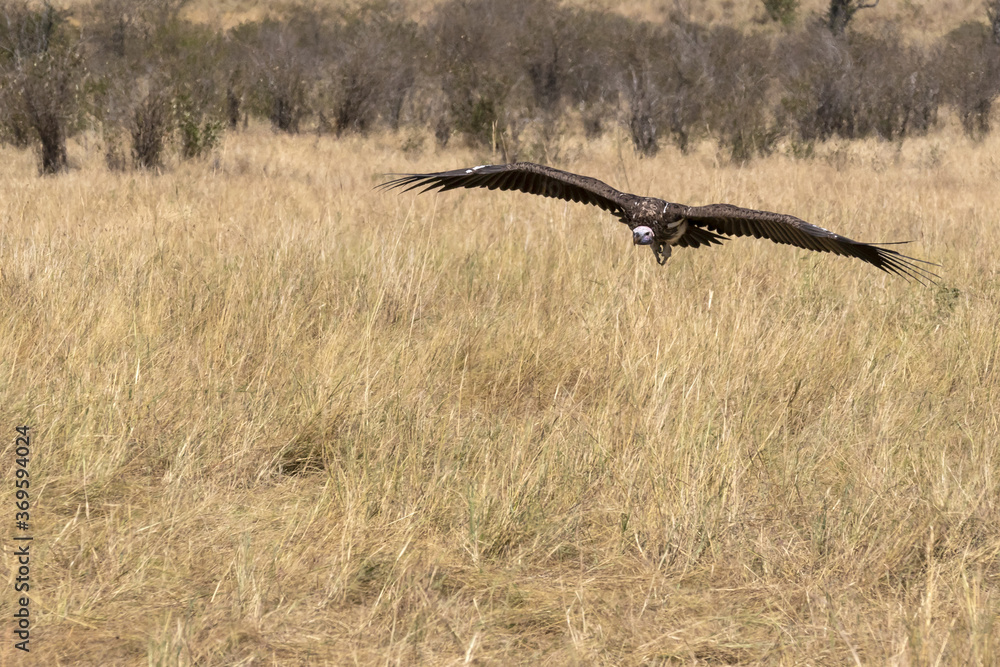 Fototapeta premium vultures in flight