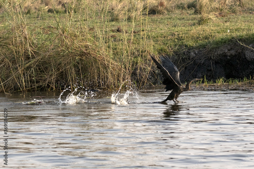 african darter taking flight off the river african darter taking flight off the river