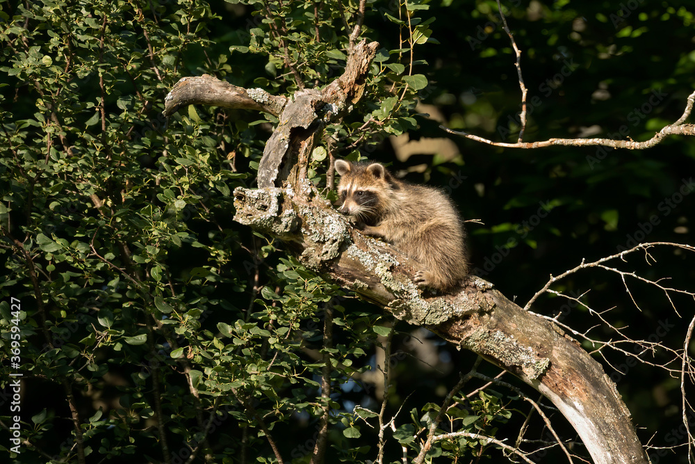 Young raccoon on a dry tree