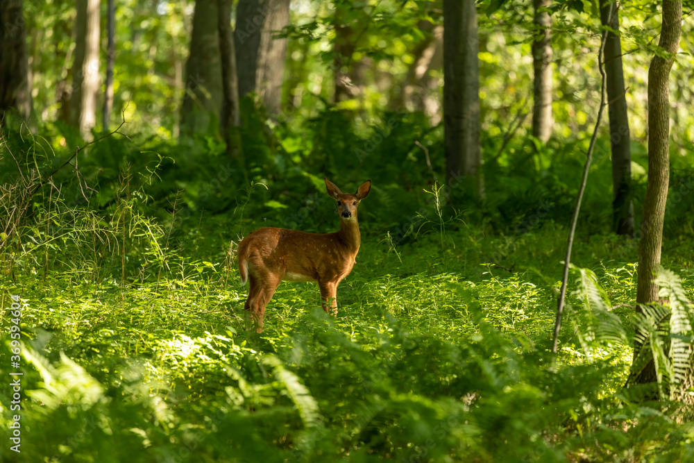Fototapeta premium The white-tailed deer, fawn in early forest