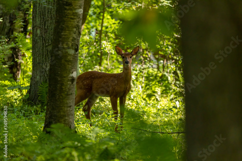 White tailed deer,fawn in the forest photo