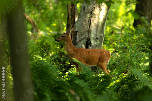 The white-tailed deer  fawn in early forest