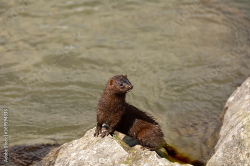Canvas Print The American mink in the rocks on the shores of Lake Michigan