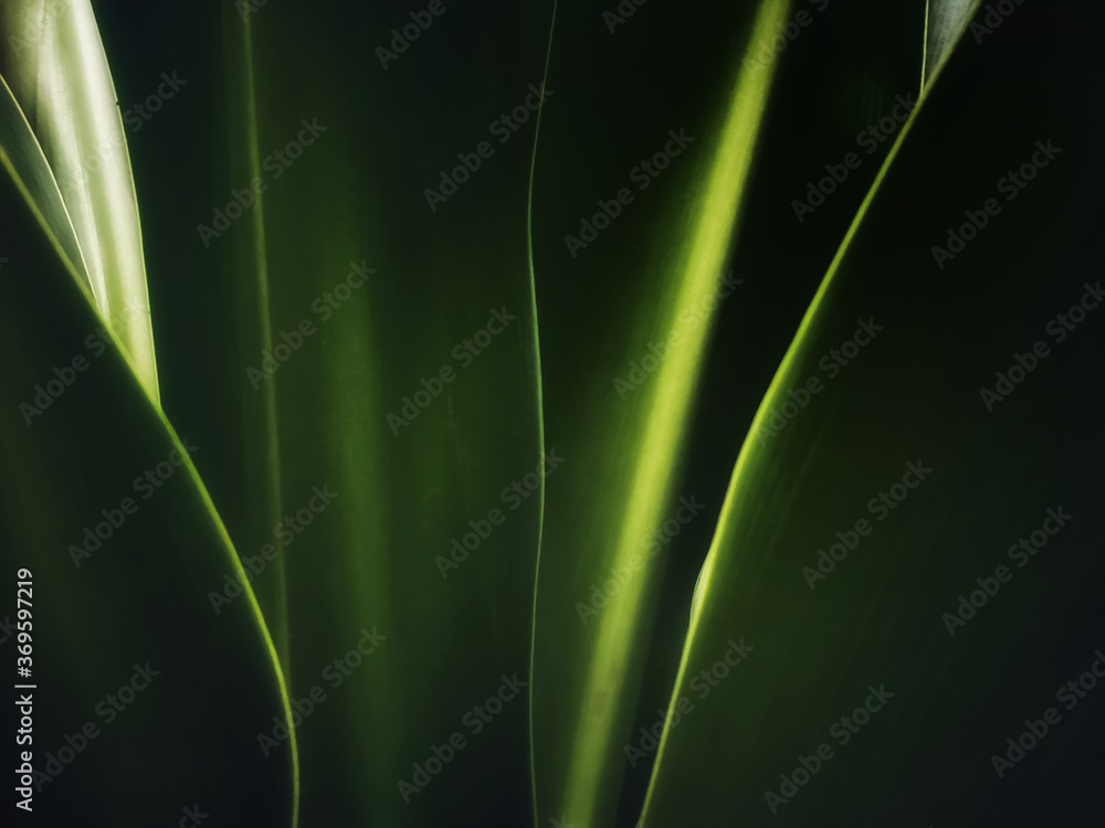Abstract dark green with bright lines background. Abstract dark green with bright lines background.