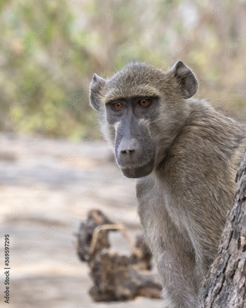 Fototapeta premium vervet monkey 