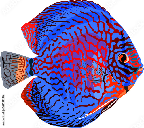 vector illustration of a discus fish