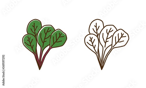 Natural organic mangold plant with leaves vector flat illustration. Set of monochrome and colorful chard spice ingredient in line art style. Healthy vitamin food with leaf and stem isolated on white