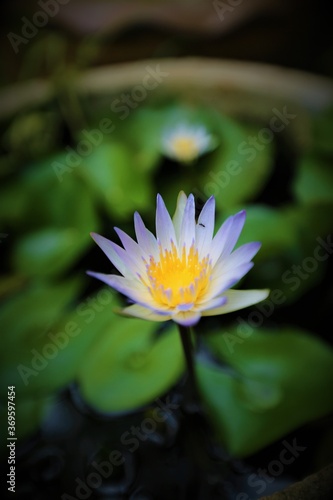 water lily flower 