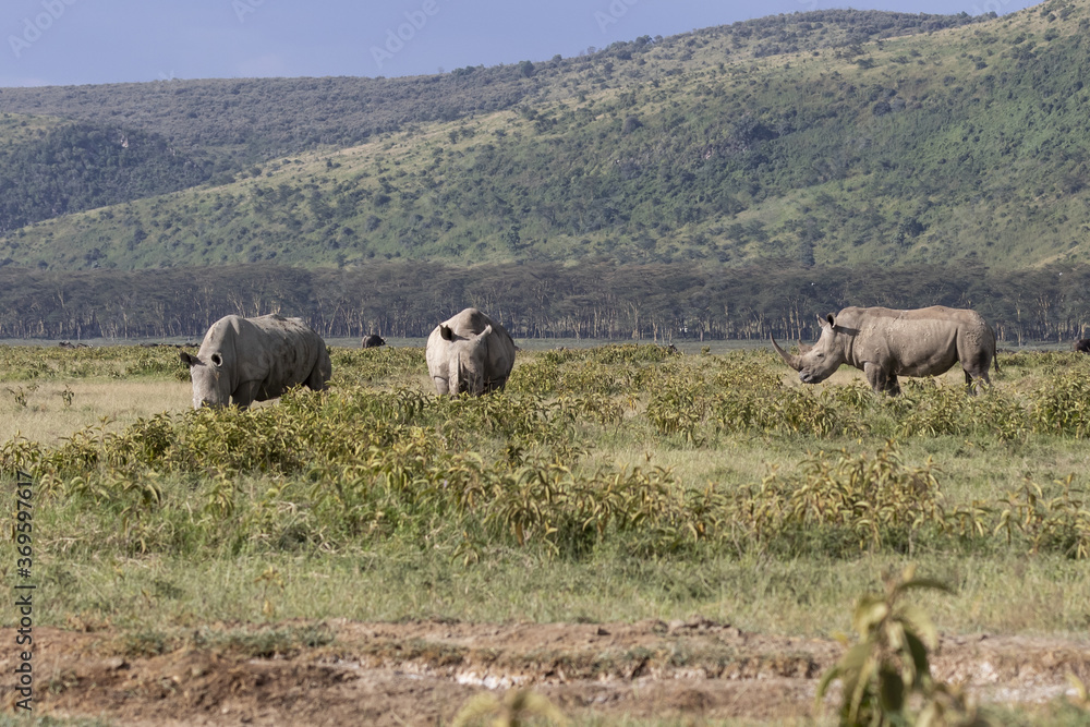 White Rhino 3 standing in the long grass
