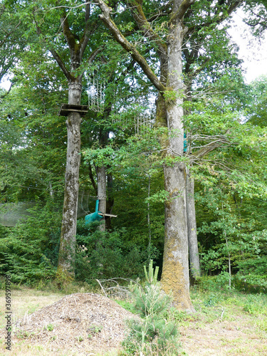 Adventure tree climbing photo