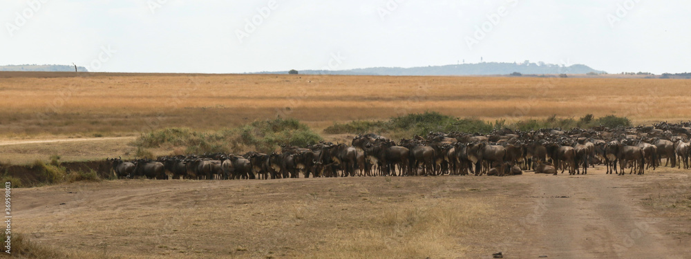 large wildebeest herd grazing in the savannah