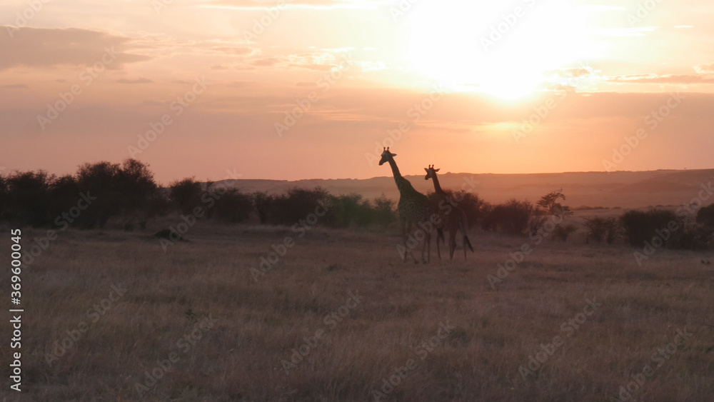 wide shot of two giraffe walking at sunset in masai mara