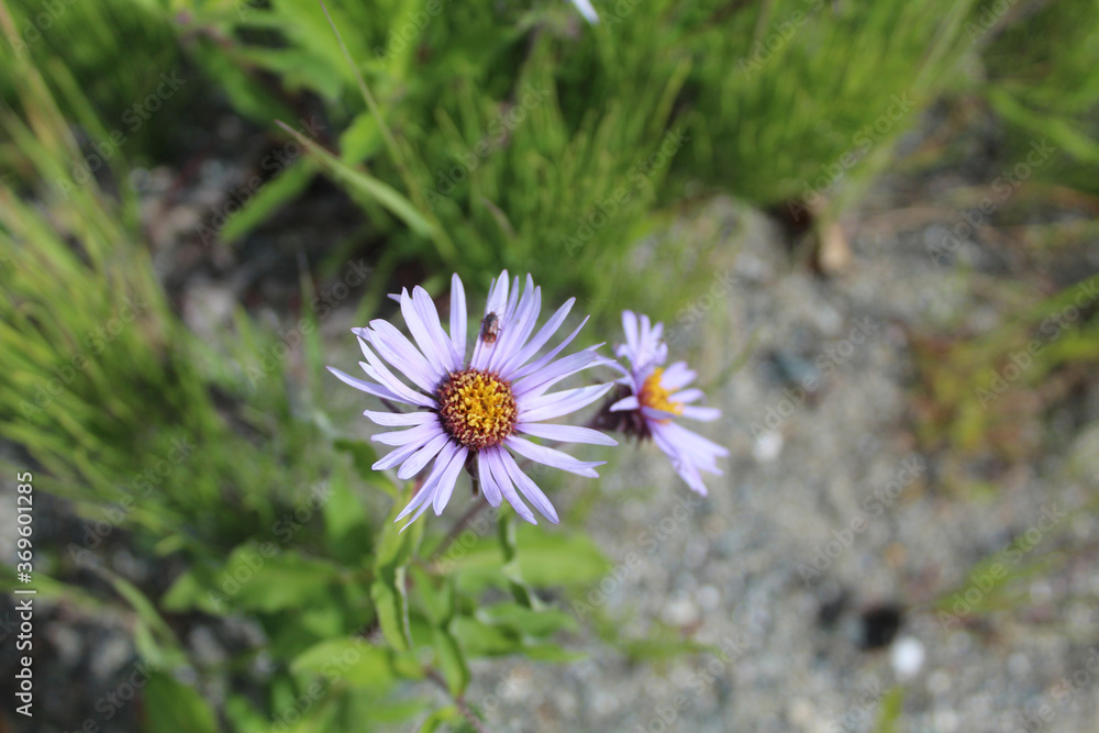 Obraz premium Small bug resting on an Arctic aster at Sutton, Alaska