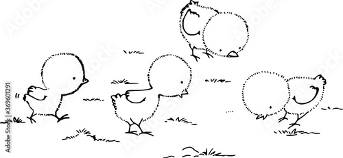 vector cartoon drawing four chicks 