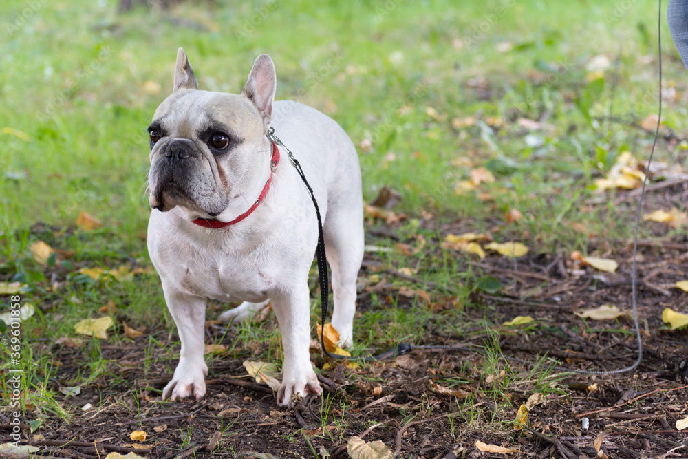 Portrait of a white-gray French Bulldog with a collar and leash against a background of yellow leaves and green grass Portrait of a white-gray French Bulldog with a collar and leash against a background of yellow leaves and green grass