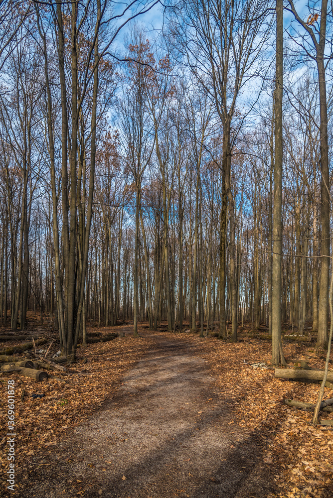 Obraz premium Forest in winter time