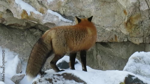 Red fox vulpes standing in the snow with his prey in his mouth trying to find a spot to eat.  photo