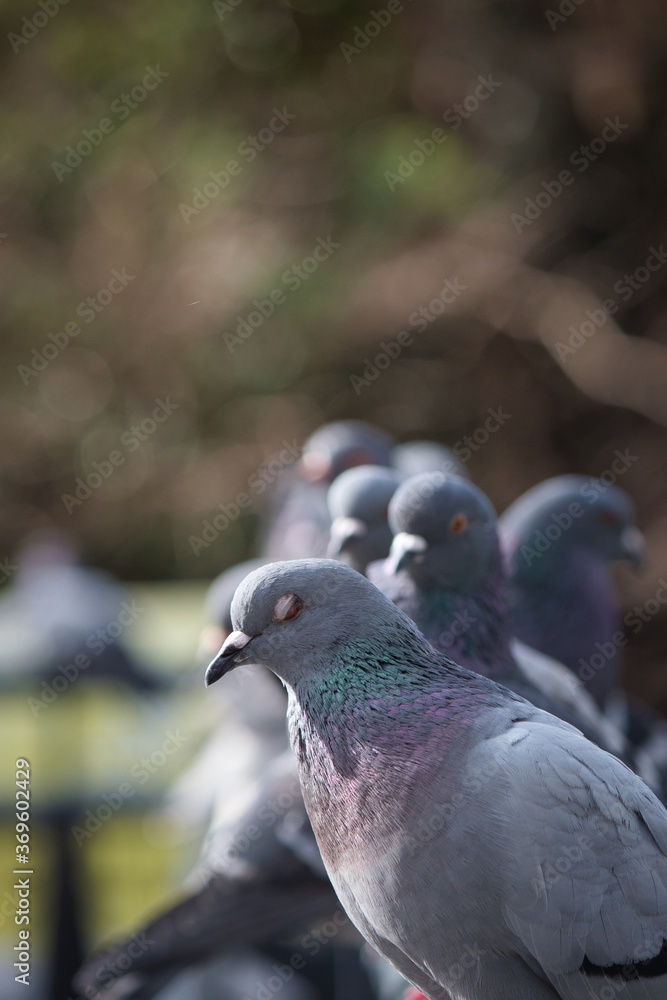 Fototapeta premium pigeon in the park