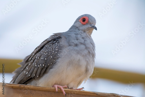 Red diamond dove