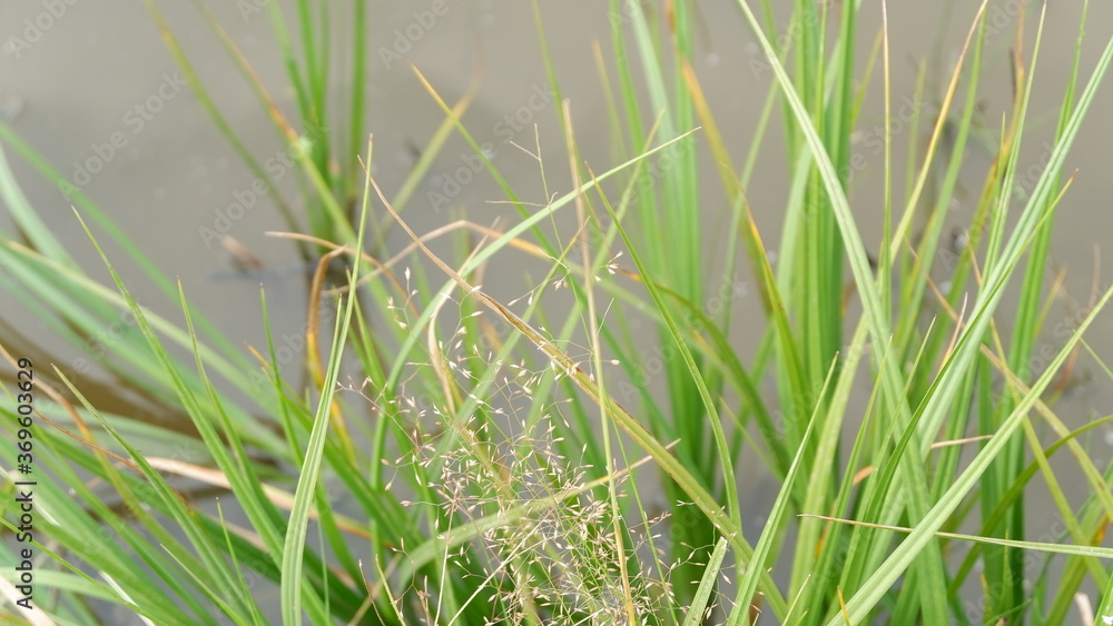 Obraz premium grass and water