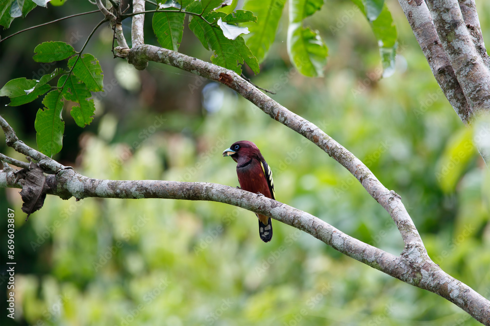 Banded Broadbill (Eurylaimus javanicus) perch on tree Banded Broadbill (Eurylaimus javanicus) perch on tree
