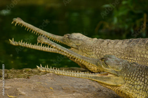 Close-up of alligator beside river bank