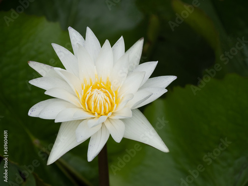 Lotus flowers grow well in natural water sources.