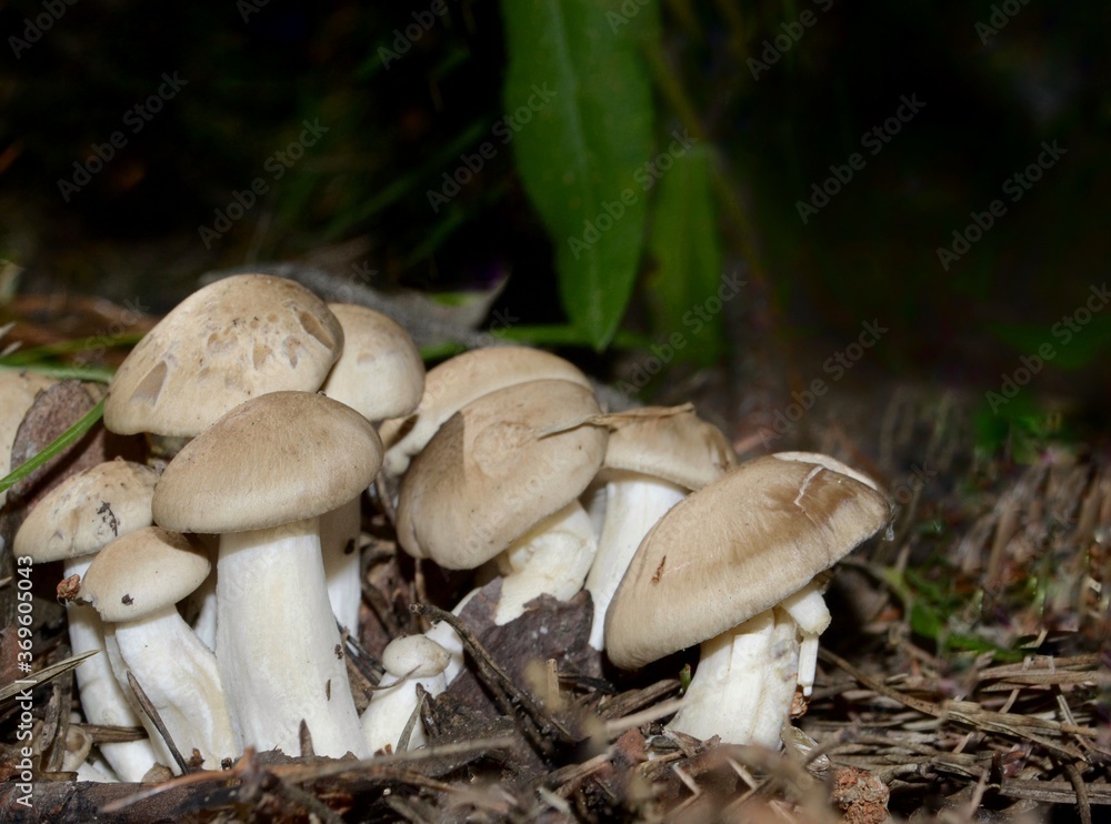 Group of forest mushrooms champignons on the background of grass in the forest Group of forest mushrooms champignons on the background of grass in the forest