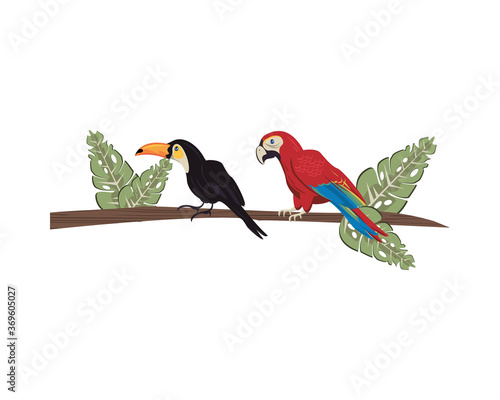 wild exotic macaw and toucan birds animals