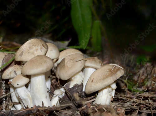 Group of forest mushrooms champignons on the background of grass in the forest