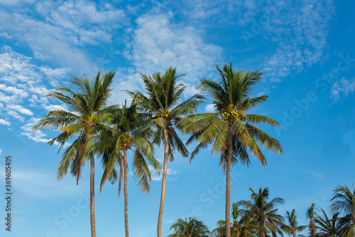 Three palm trees on blue sky background. Koh Pangan island  Thailand.