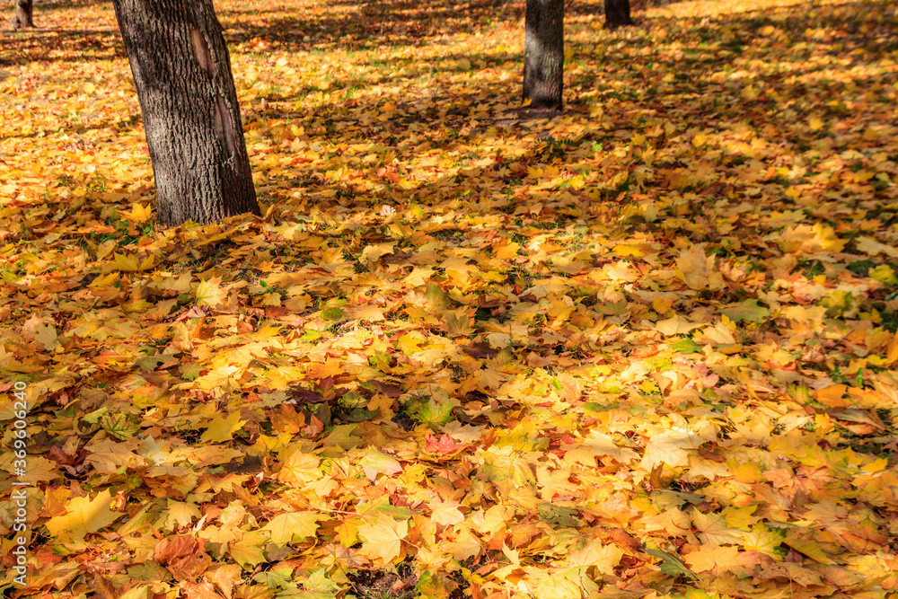 Fallen colorful maple leaves on ground in autumn city park Fallen colorful maple leaves on ground in autumn city park