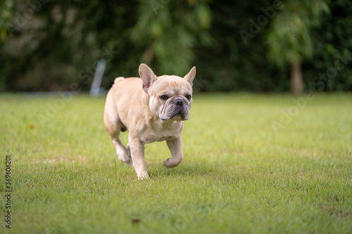 Cute french bulldog running at field in summer.