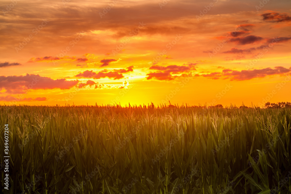 Fields of corn under a vibrant sunset