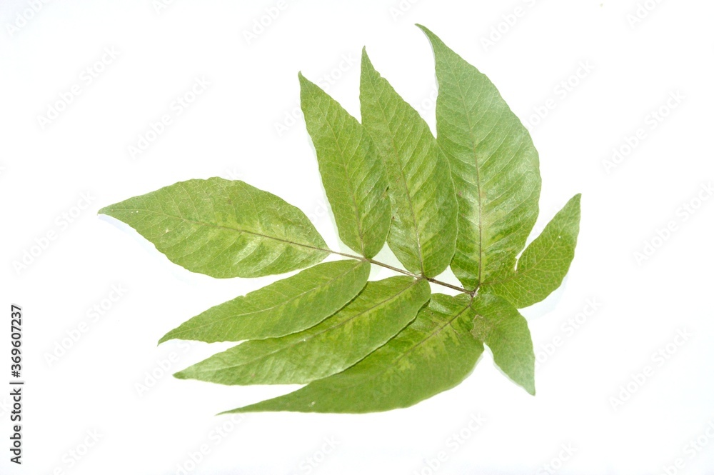green leaves isolated on white background green leaves isolated on white background
