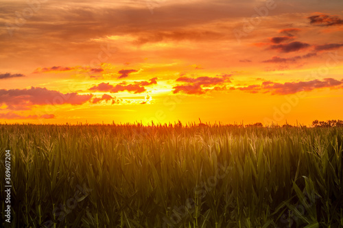 Fields of corn under a vibrant sunset