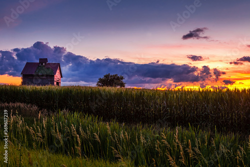 Old weathered barn at a corn field at sunset