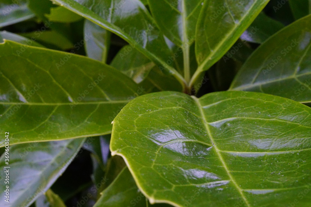 Green leaves Green leaves