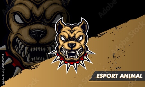 Angry pitbull with spiked collar