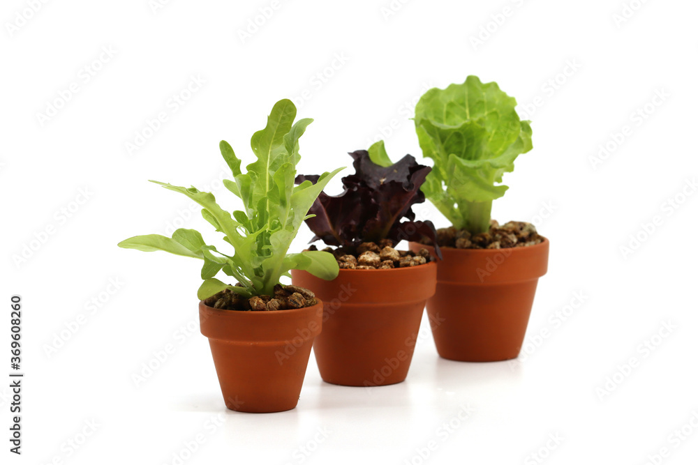 a variety of fresh lettuce seedlings a variety of fresh lettuce seedlings