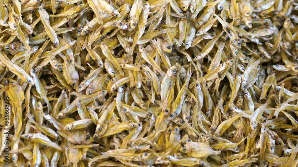 Dried fish with flies,Many small fish were dried with flies. Dried fish with flies,Many small fish were dried with flies.