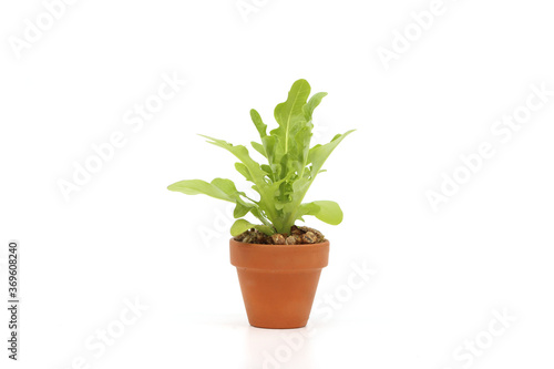a variety of fresh lettuce seedlings