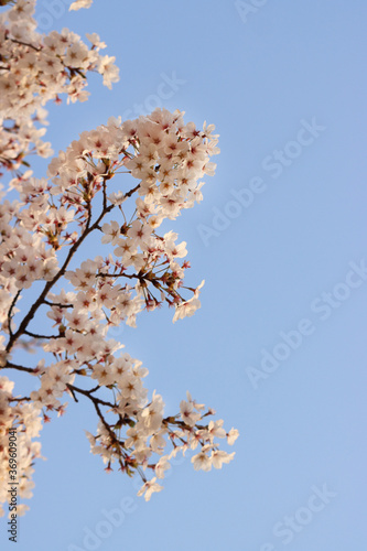 pink cherry blossom