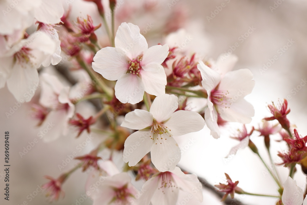 pink cherry blossom