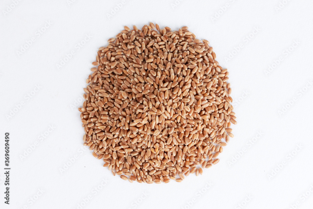 Pile of wheat grains isolated on white background. Top view, closeup. Harvest, farming, agriculture concept