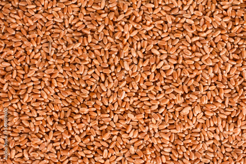 Wheat grain texture background. Top view, closeup. Harvest, healthy food, ingredient, agriculture, farming, concept