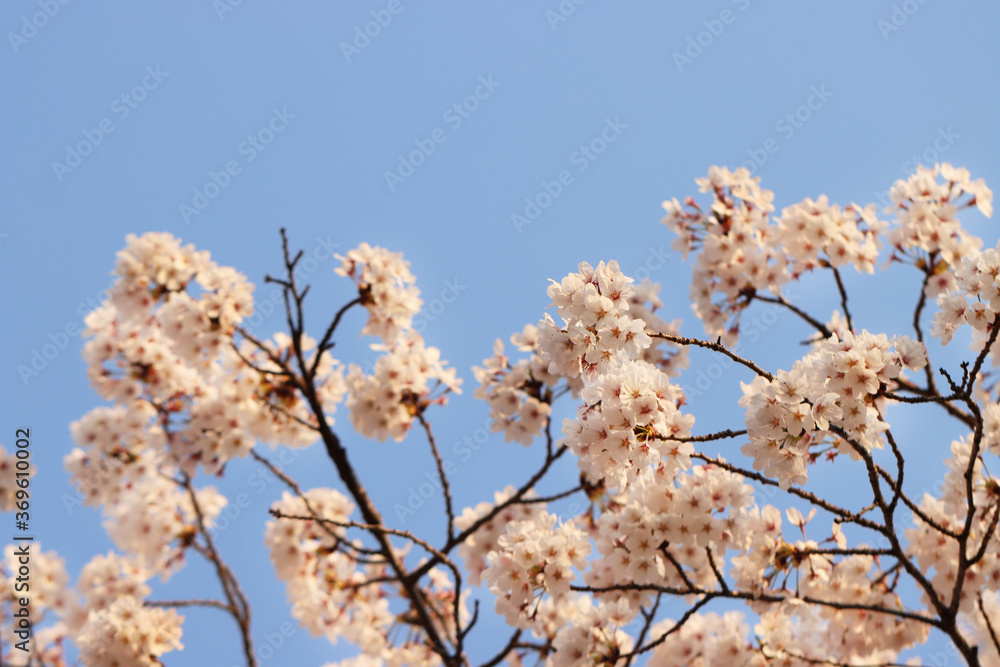 pink cherry blossom pink cherry blossom