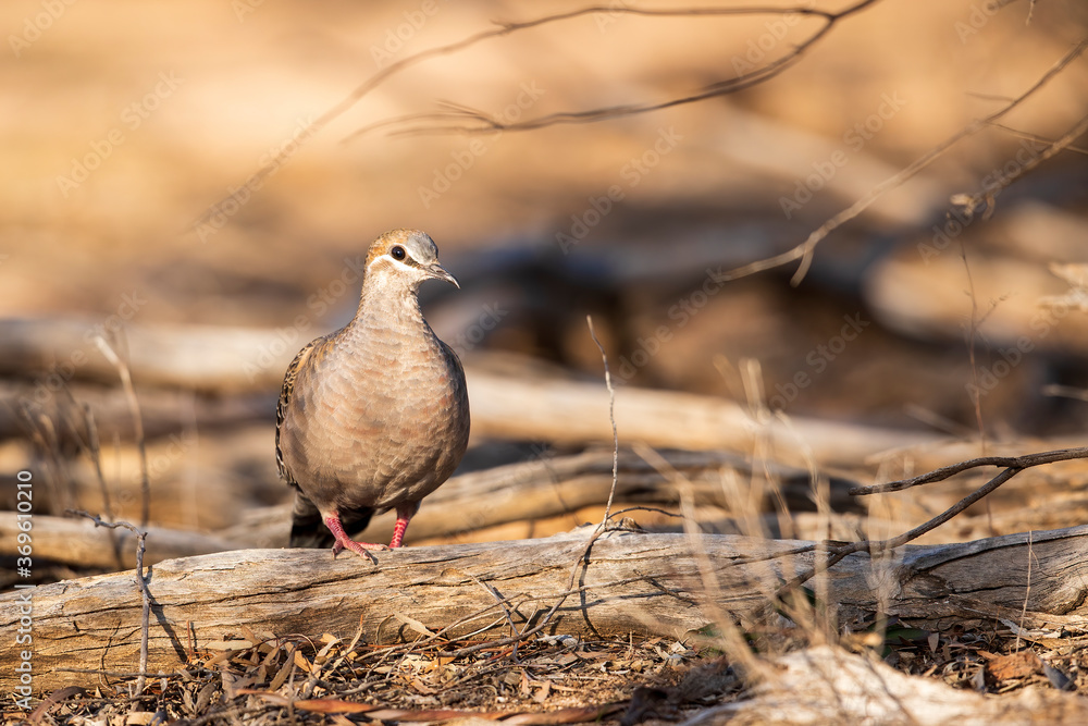 Fototapeta premium A Common Bronzewing (Phaps chalcoptera). A medium-sized, heavily built pigeon with a clear white line below and around the eye and patches of green, blue and red in the wing.