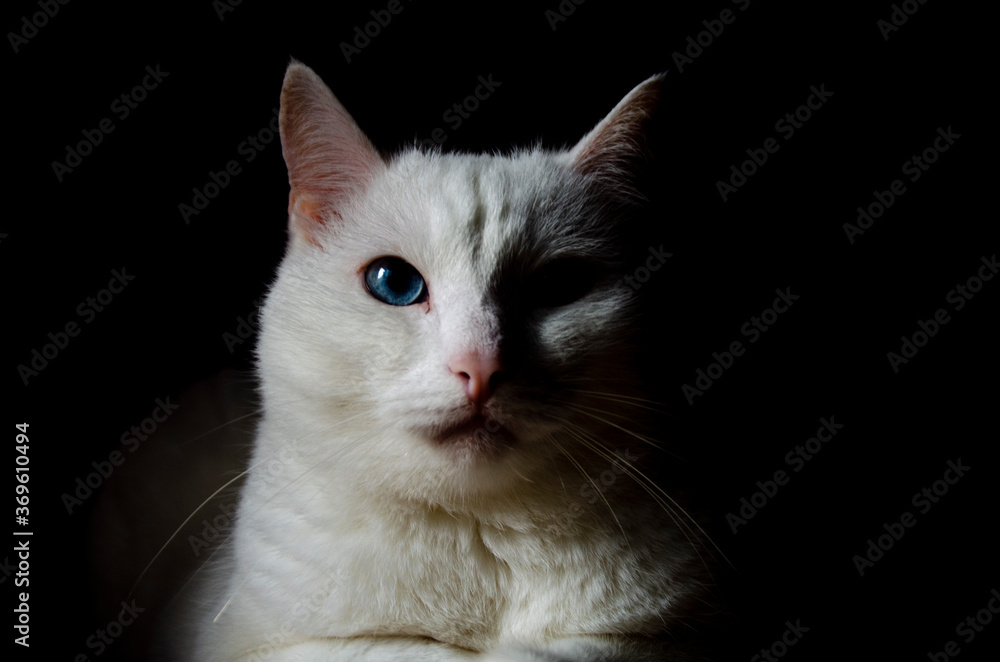 white blue-eyed beautiful cat