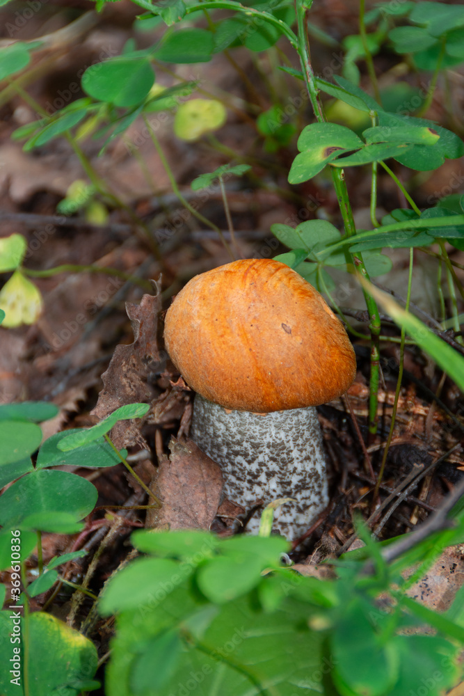 Mushroom Boletus growing in the forest. Mushroom Boletus growing in the forest.